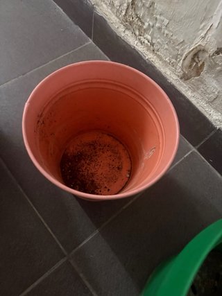Lote Macetas Variadas