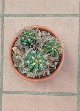 Cactus Stenocereus Stellatus Colección