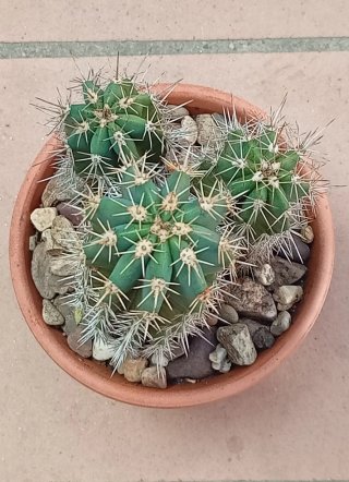 Cactus Stenocereus Stellatus Colección
