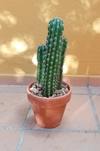 Cactus Stenocereus Stellatus Colección