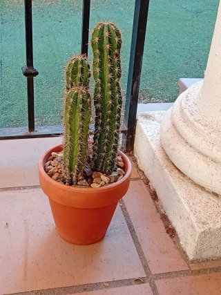 Cactus Stenocereus Stellatus Colección