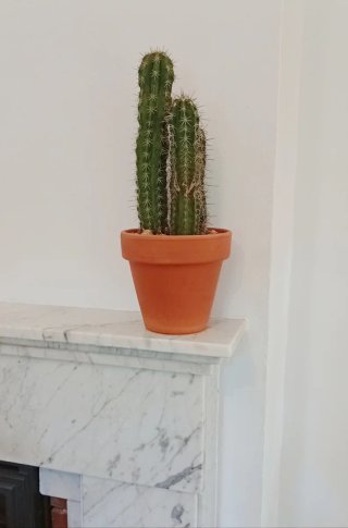 Cactus Stenocereus Stellatus Colección