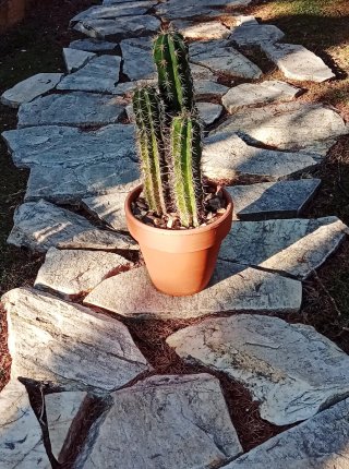 Cactus Stenocereus Stellatus Colección