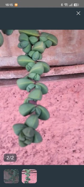 Esqueje Delosperma Lehmanii