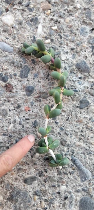 Esqueje Delosperma Lehmanii