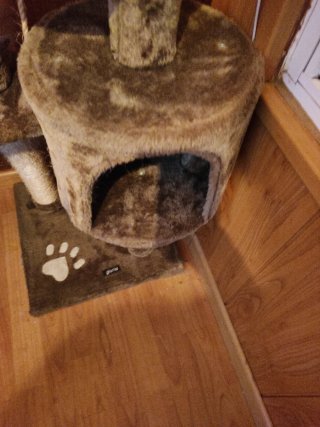 Rascador para gatos con varios niveles