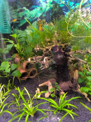 Plantas Sagittaria para acuario