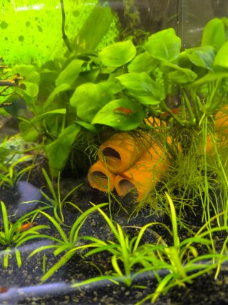Plantas Sagittaria para acuario