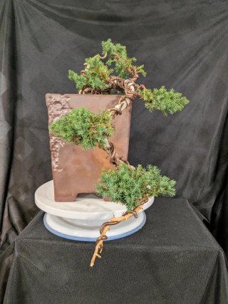 Bonsái Junípero Procumbens Nana 'Sonare'