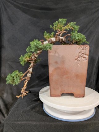 Bonsái Junípero Procumbens Nana 'Sonare'