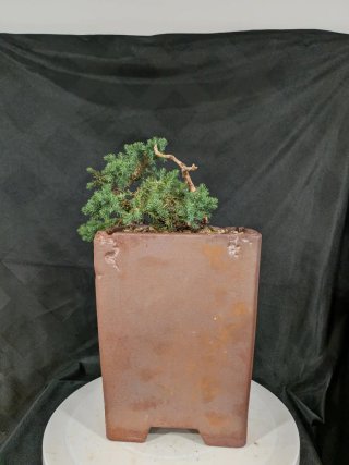 Bonsái Junípero Procumbens Nana 'Sonare'
