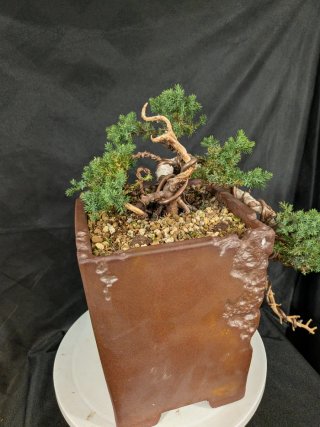 Bonsái Junípero Procumbens Nana 'Sonare'