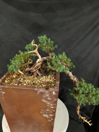 Bonsái Junípero Procumbens Nana 'Sonare'