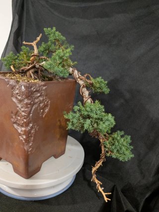 Bonsái Junípero Procumbens Nana 'Sonare'