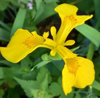Flor de Iris Amarilla para plantar