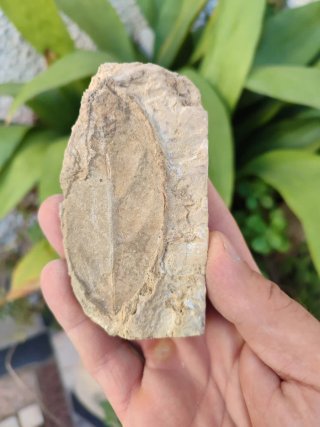 ✅ Foglia Fossile