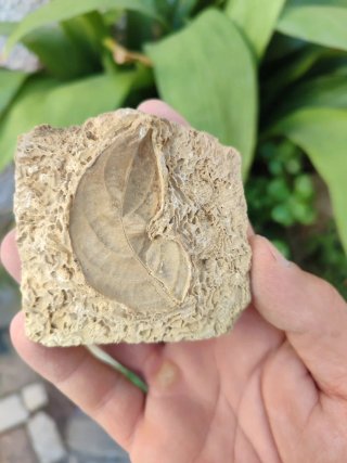 ✅ Foglia Fossile