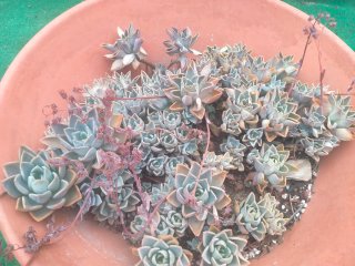 Planta Suculenta en Maceta de Barro