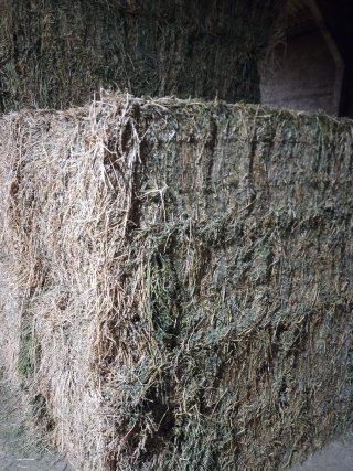 Alfalfa de primera calidad