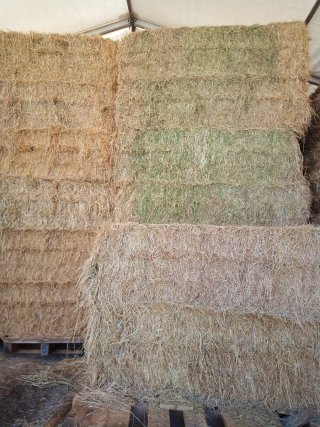 Alfalfa de primera calidad
