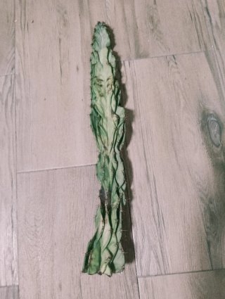 Cactus grande 75 cm