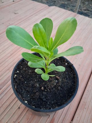 Scaevola Taccada. Planta tropical