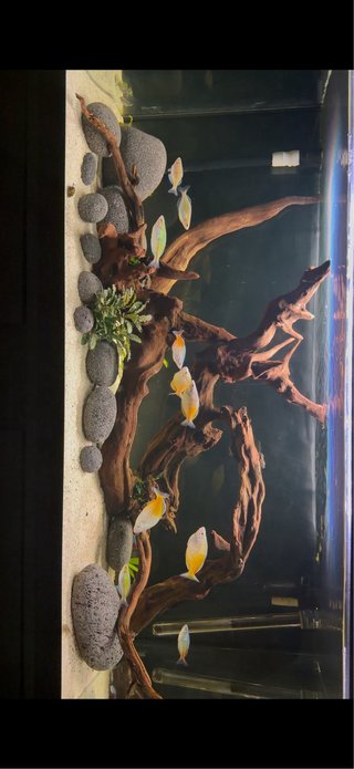 Acuario Eheim 180 L