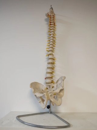 Columna vertebral fisioterapia