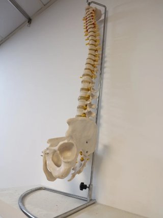 Columna vertebral fisioterapia