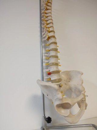 Columna vertebral fisioterapia