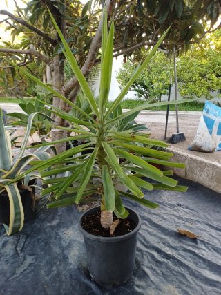 Plantas variadas, económicas.