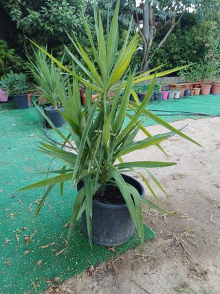 Plantas variadas, económicas.