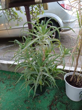 Plantas variadas, económicas.