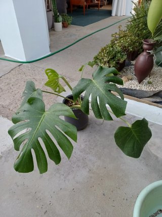 Plantas variadas, económicas.