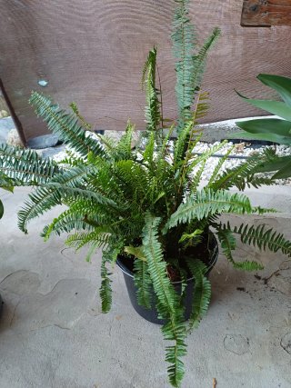 Plantas variadas, económicas.