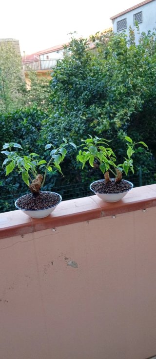 Mini bonsai bouganville stile yamadori
