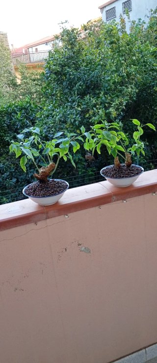 Mini bonsai bouganville stile yamadori