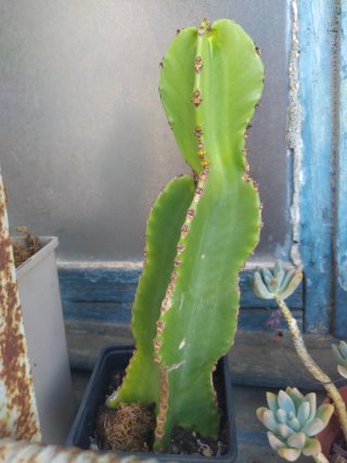 Cactus Candelabro