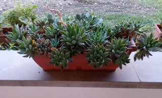 Pianta succulenta in vaso