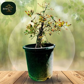 Pre-Bonsái - Roble - Quercus Faginea