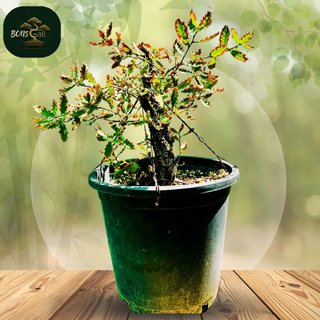 Pre-Bonsái - Roble - Quercus Faginea