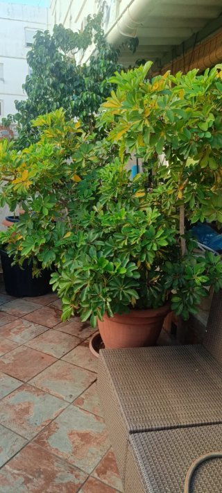 Planta Schefflera Gigante
