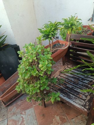 Drácena y Coleus en jardinera