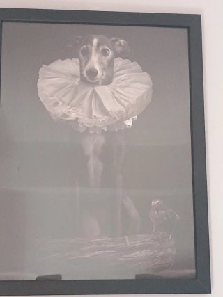 3 Cuadros Perros Decoración