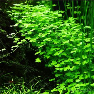 Lote 5 plantas acuario flotantes
