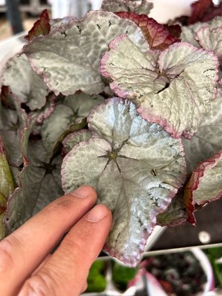 Begonia Rex Planta
