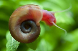 OFERTA lote plantas flotantes para acuario o estan