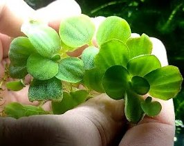 Lechugas de agua, plantas para acuario/estanque