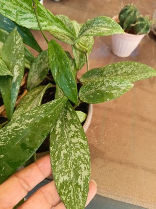 Hoya Publicalyx Silver Spot