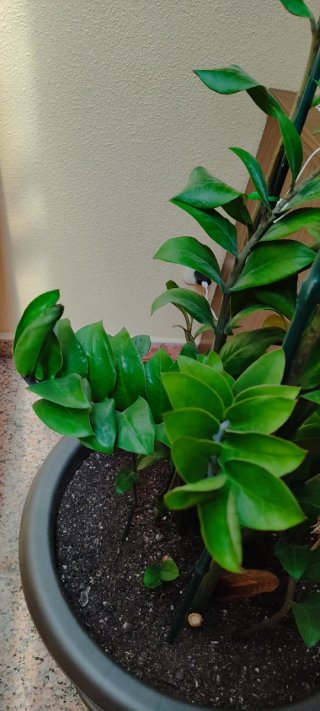 Planta Zamifolia de interior